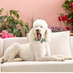 Ecksofa Infinity Ottomane Creme Links 26 Ecksofa Infinity Ottomane Creme Links -Bestes Möbelkollektions Geschäft 2ec6bdd07fae25f2e798aa60512f9f85795a2245