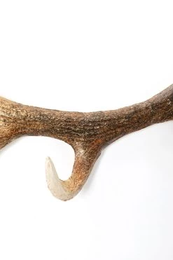 Wandgarderobe Antler Nature 35cm 11 Wandgarderobe Antler Nature 35cm -Bestes Möbelkollektions Geschäft 444961597e630db64d025082ec6da7d607d18893