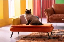 Hund/Katzenbett Diva Orange 20 Hund/Katzenbett Diva Orange -Bestes Möbelkollektions Geschäft 6c6118ccec2e316284596d169c58d73b4271de01