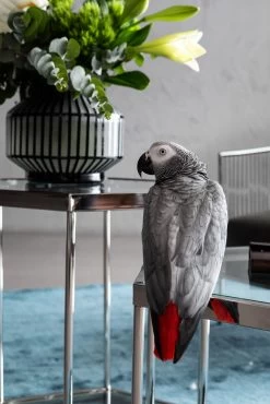 Couchtisch Comb Silber 45 -Bestes Möbelkollektions Geschäft 77f437f5edb6ac5eacf610baab7a6e224ef32346