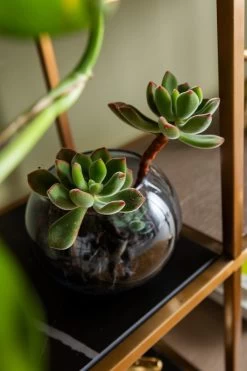 Regal Cesaro 90x170cm -Bestes Möbelkollektions Geschäft 825b95a77bff1d897d2db4049cbecc939d515622